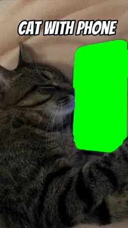 Cat with phone