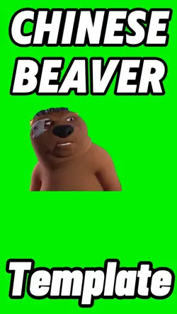 Chinese Beaver 