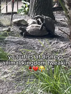turtles tweakin
