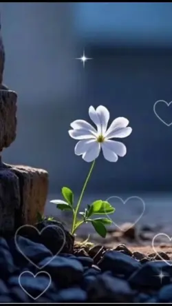 ផ្កាដុះលើថ្ម