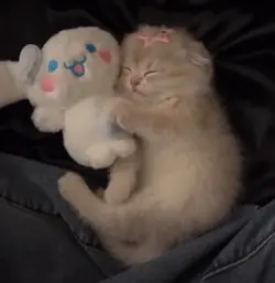Kitty 