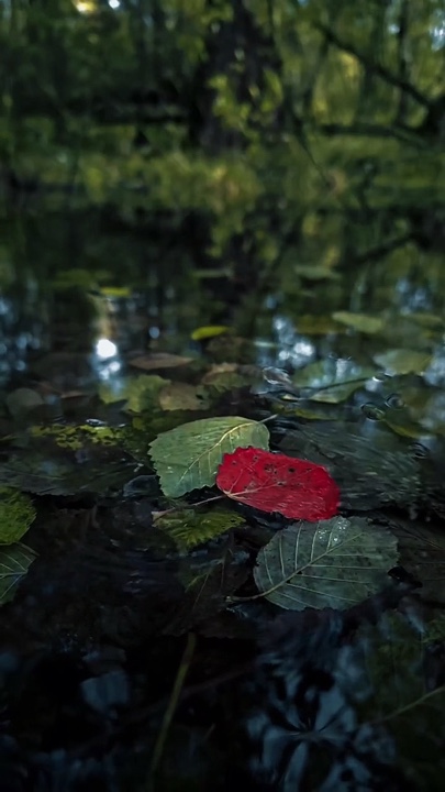 4 vidéo ou photo 