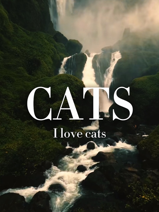 Jet set cats