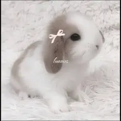 bnuuy..
