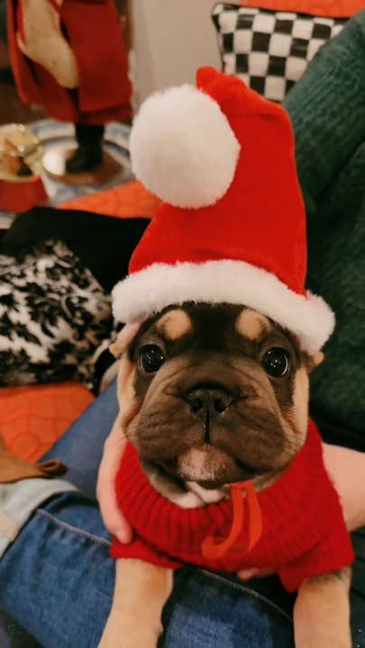 Animal de estimação de natal