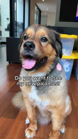 Dog template 
