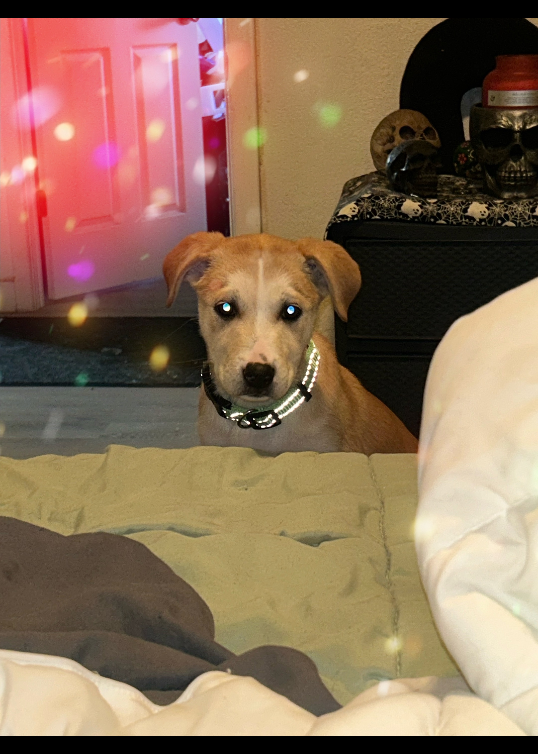 Petit chiot / Géant BE