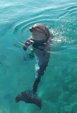 save the sea