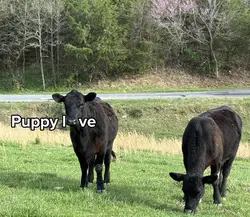 Puppy love
