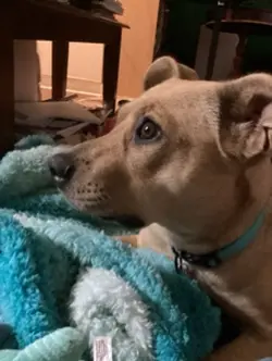 Doggy!