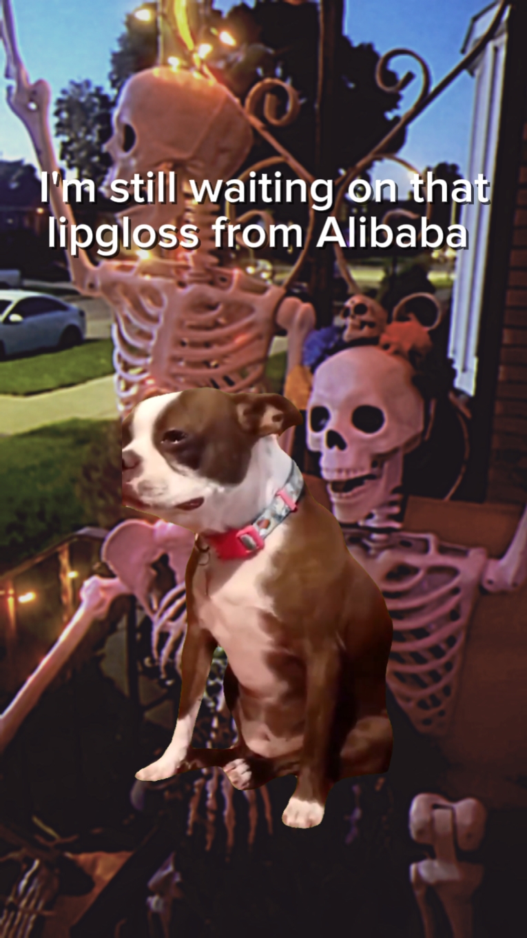 sad dog