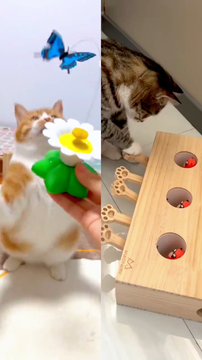 Whisker Wonderland