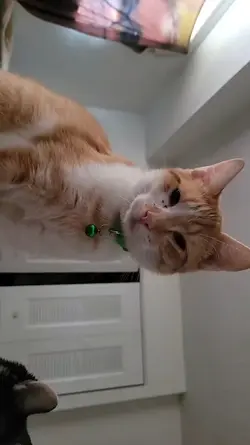 baby Boy
