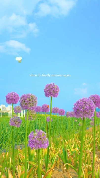 Sommer-Zusammenfassung