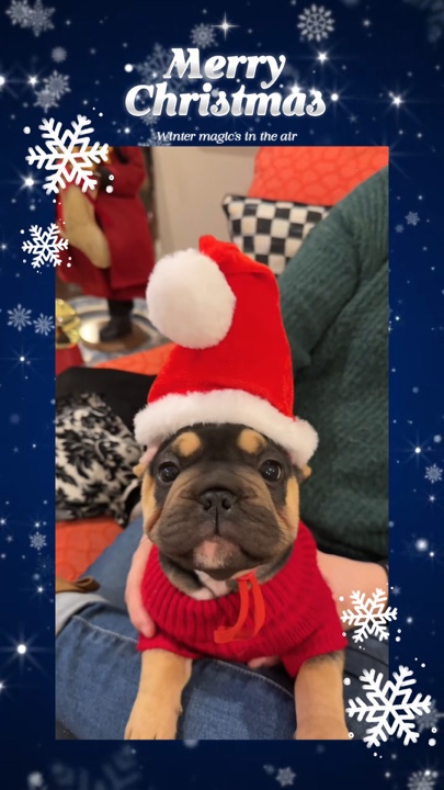 Christmas pet