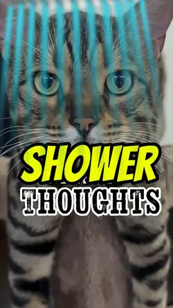 Shower thoughts 😺🏆