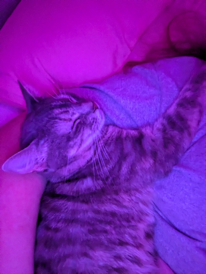 girls and cats