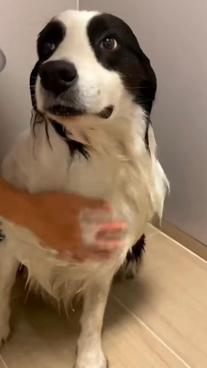 Nakaupo si Doggie