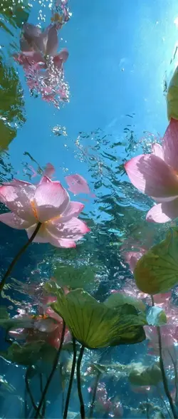3D Wallpapwe