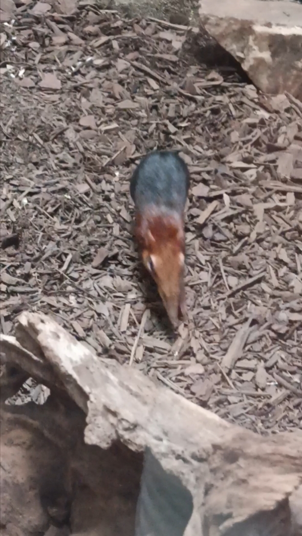 Animaux mignons