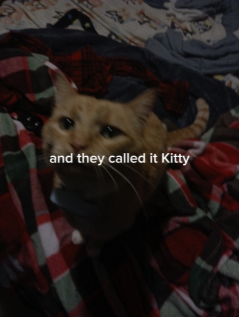 Amor de gatito