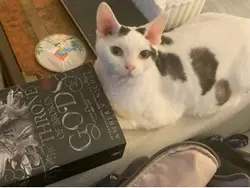 🤣 Cat