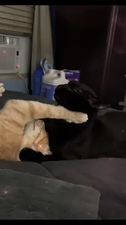 Cat Chaos 😼