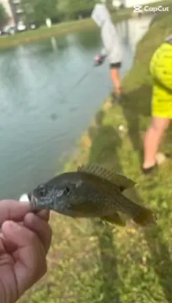 Fish edit