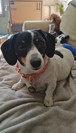 Dachshund archer