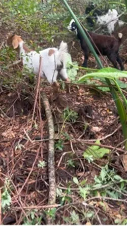 The Carter’s Fresh H