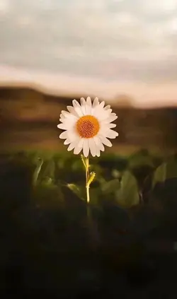 Daisy Bloom