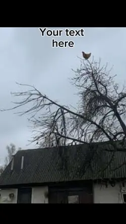screaming chicken