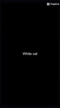 white cat moments:3