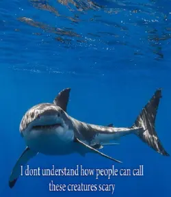 Sharks
