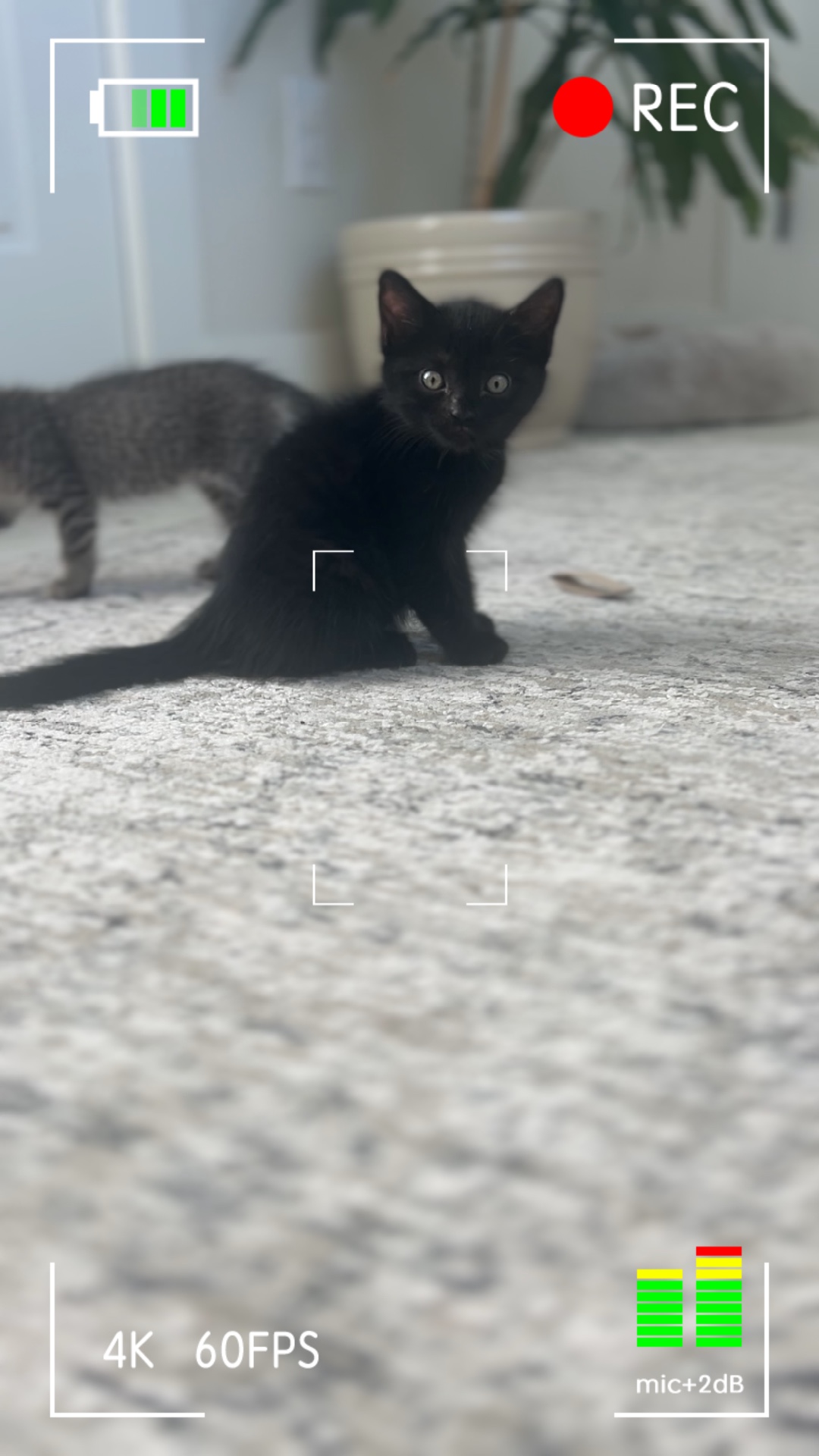 Pet vlog