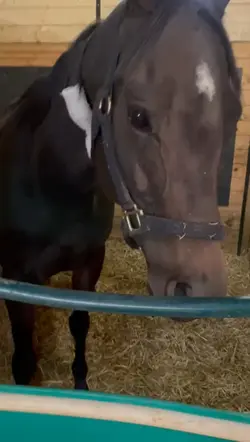 horse Aesthetic Edit