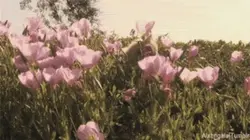 Flowersss