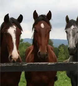 horses