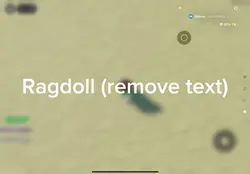 Ragdoll