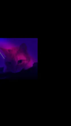 Animal Edit Template