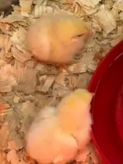 Baby chicks