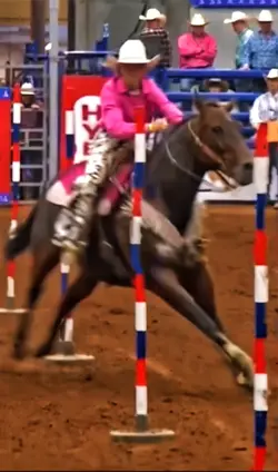 Pit-bull terrier🔥