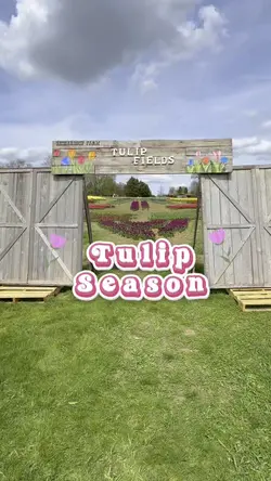 Tulip Seaso