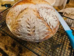 Sourdough Loafing