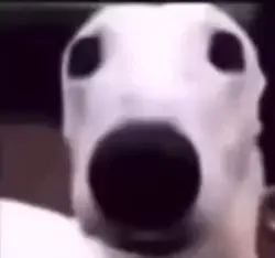 Cold dog 