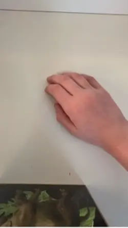 ASMR with squishes