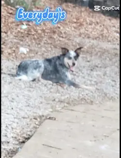 My Dog