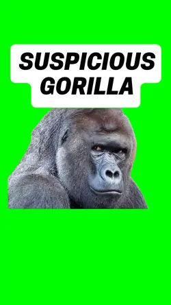 SUSPICIOUS GORILLA