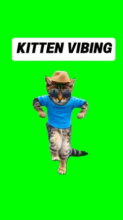 KITTEN VIBING