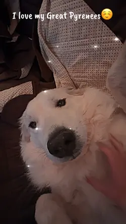 My Great Pyre☺️☺️🐕